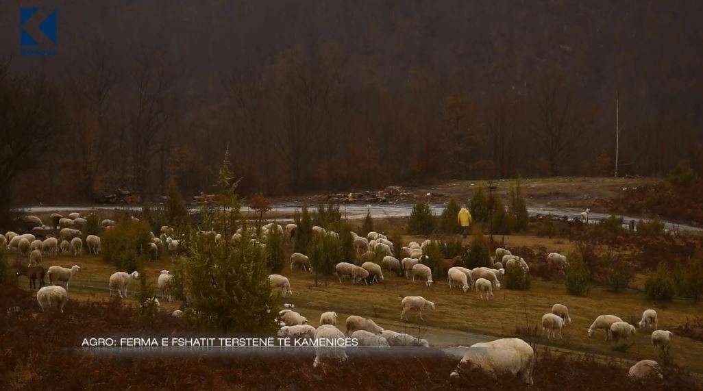 Ferma e fshatit Terstenë të Kamenicës (VIDEO)