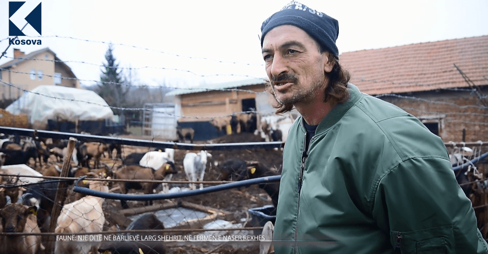 Një ditë në fermën e Naser Rexhës në Barlievë : Larg shehrit e afër dhive (VIDEO)