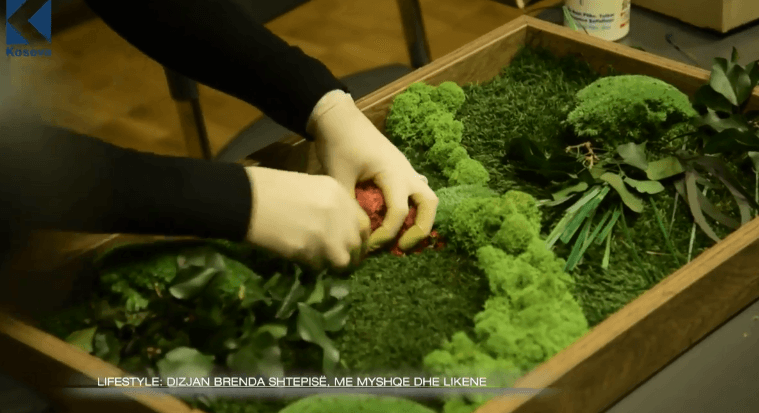 Dizajn shtëpie me myshqe dhe likene (VIDEO)