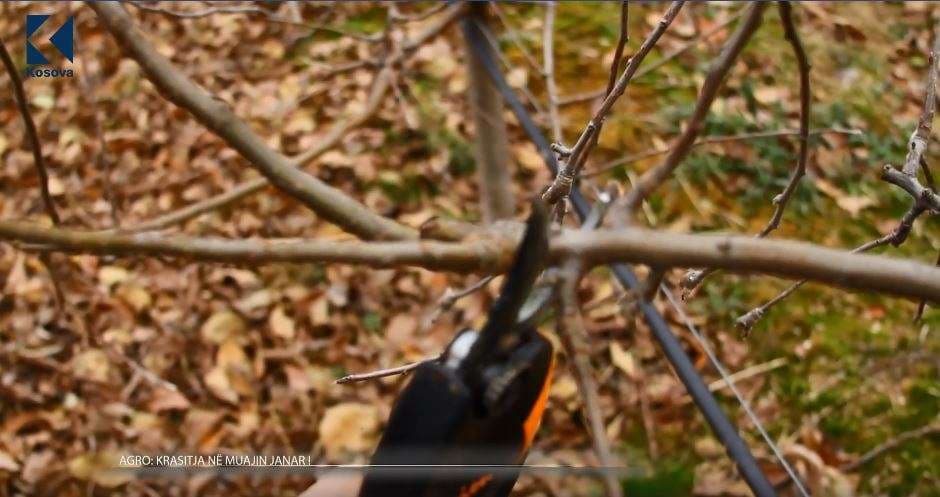 Krasitja në muajin janar (VIDEO)