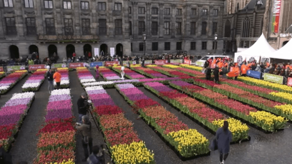 Dita Kombëtare e Tulipanëve, Amsterdami shtron sheshin me lule (VIDEO)