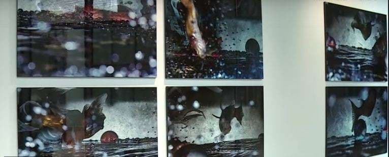 Ekspozitë nën ujë, fotografitë e peshqve në akuarium të Ergys Zhabjakut