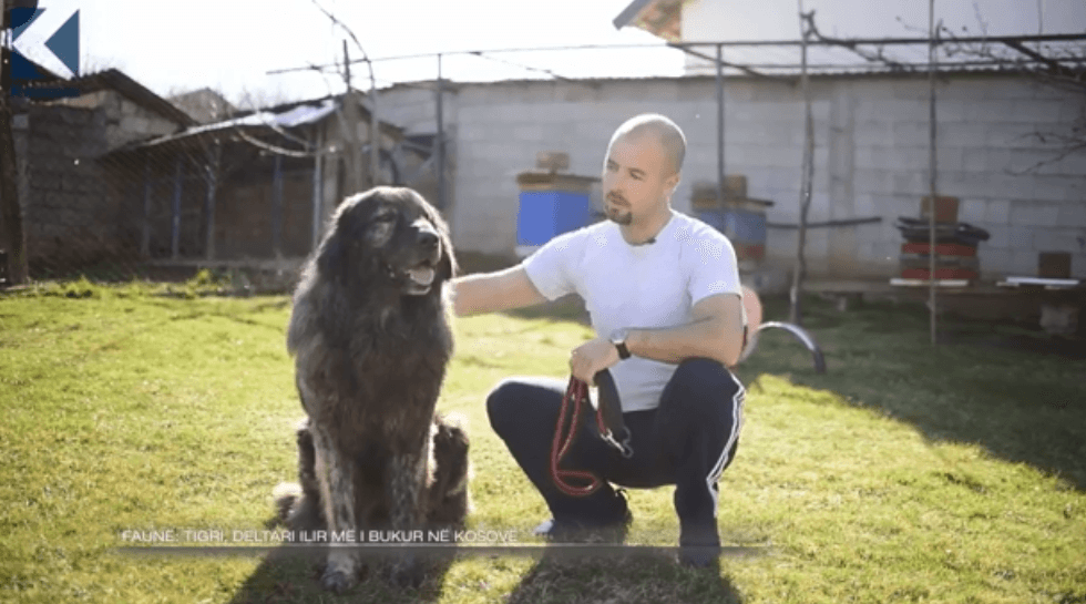 Tigri, deltari ilir më i bukur në Kosovë (VIDEO)
