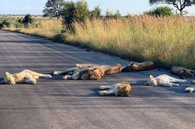 Pas mbylljes në Afrikën e Jugut, luanët dremiten skaj rrugës (FOTO)