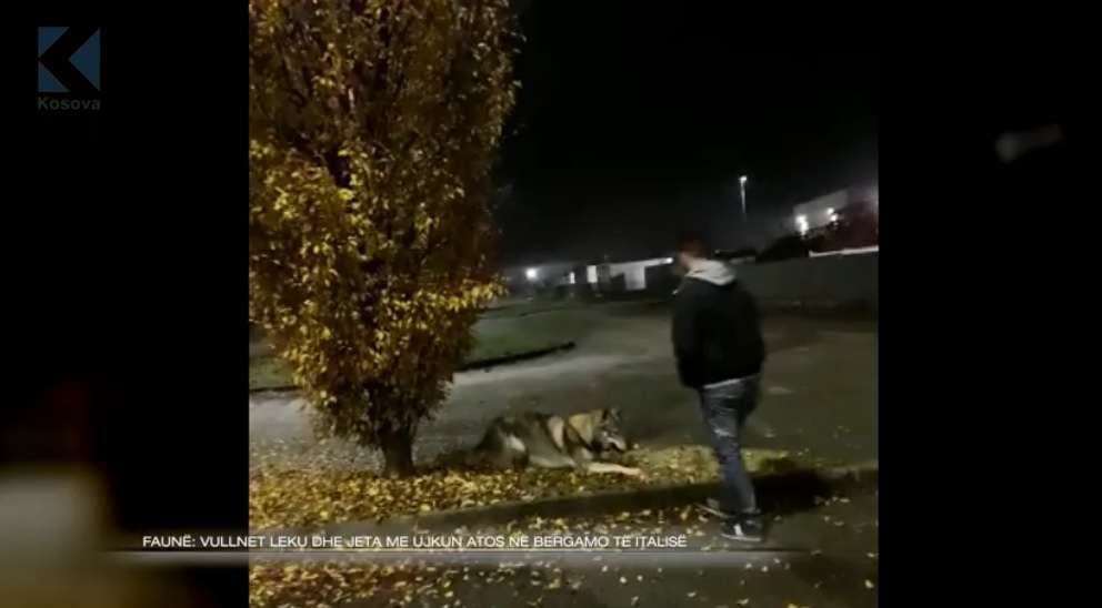 Vullnet Leku dhe jeta me ujkun Athos në Bergamo të Italisë (VIDEO)