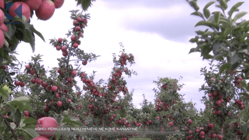 Kujdesi ndaj pemëve në kohë karantine (VIDEO)
