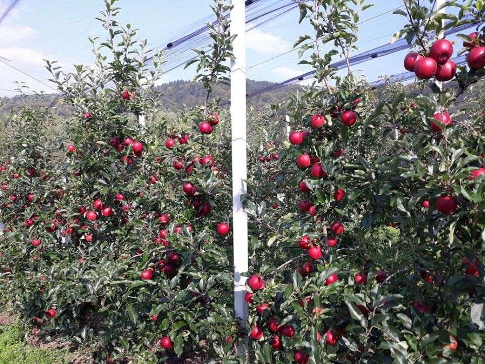 Për herë të parë në Kosovë, bujqit patën mundësi të mbrojnë pemishtet