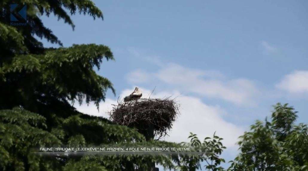 "Rruga e lejlekëve" në Prizren, katër fole në një rrugë të vetme (VIDEO)