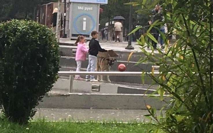 Prishtinë, fëmijët e mbrojnë qenin nga shiu - e lagen vet (FOTO)