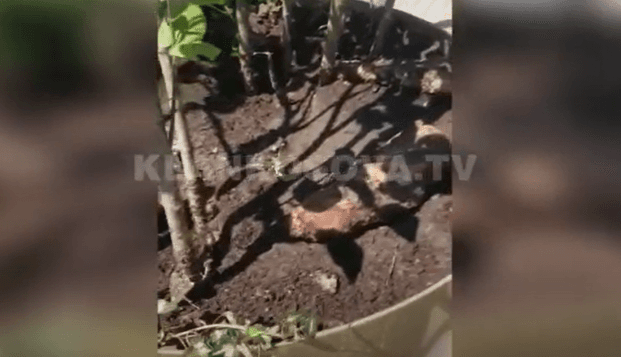 E pahijshme: Lulet në kryeqytet ''ushqehen'' me bukë! (VIDEO)
