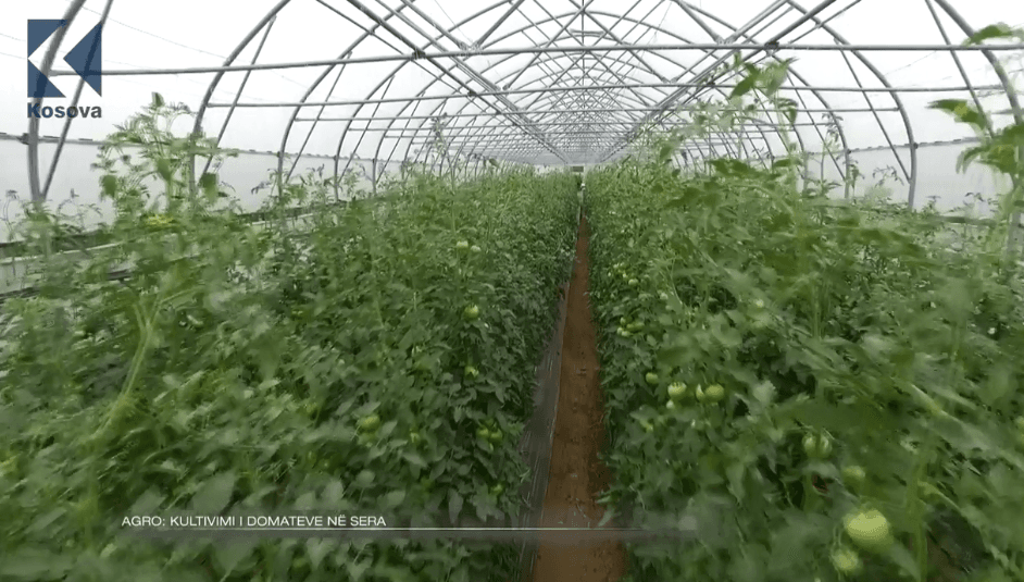 Kultivimi i domateve në sera (VIDEO)