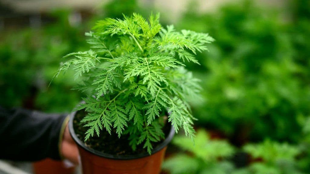 Bima artemisia mund të shërbejë kundër koronavirusit