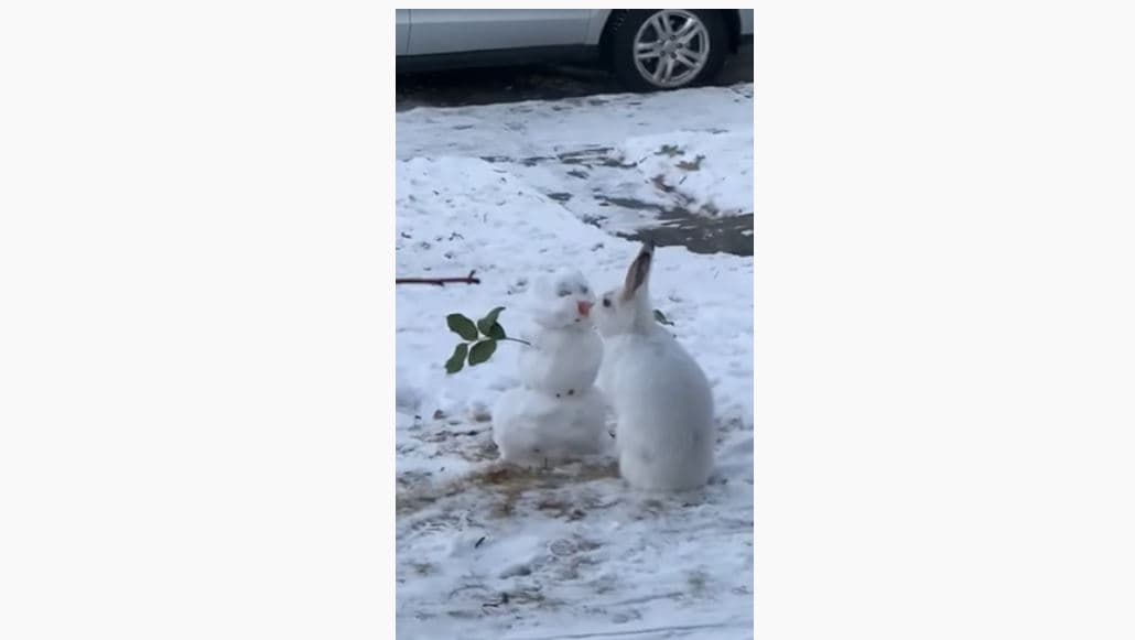 Lepurushi e han hundën prej karote te dordolecit (VIDEO)