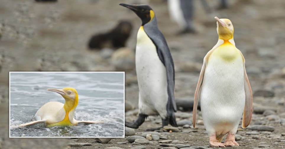 Fotografi kapë pinguinin e verdhë 'të paparë ndonjëherë'