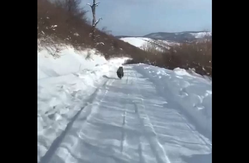 Ariu shfaqet në Opojë të Dragashit (VIDEO)