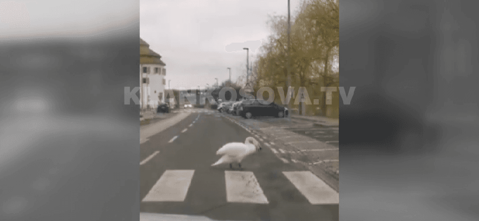 Kjo mjellmë i bindet ligjit! – shfrytëzon vendkalimin për këmbësorë (VIDEO)