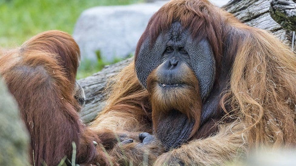 Majmunëve të kopshtit zoologjik në San Diego iu jepen vaksina eksperimentale