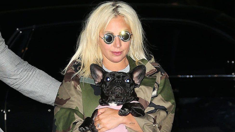 Pesë të arrestuar për vjedhjen e qenve të Lady Gagas