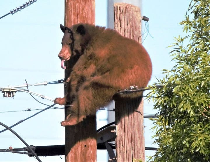 Ariu kokëfortë mezi u bind të zbresë nga shtylla elektrike