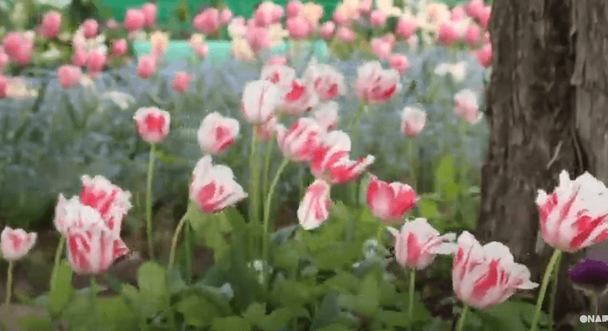 Rihapen kopshtet që frymëzuan piktorin e famshëm francez (VIDEO)