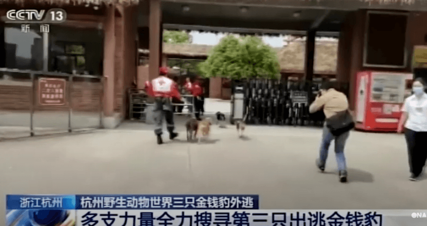 Leopardët arratisen nga kopshti zoologjik në Kinë (VIDEO)