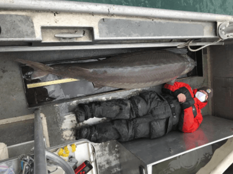 Në lumin Detroit kapet një peshk mbi 100 vjet i vjetër me peshë 108 kilogramë