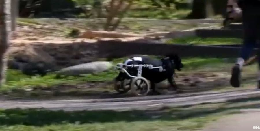 Karrige me rrota për qentë me aftësi të kufizuara (VIDEO)