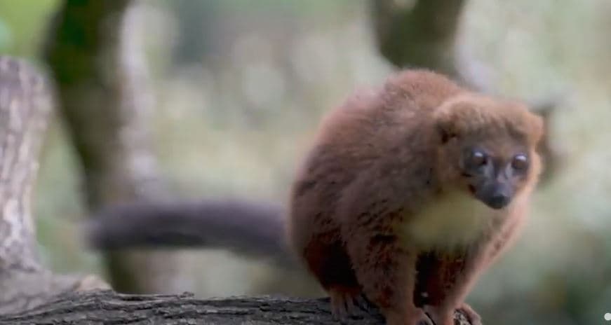 Kopshti zoologjik feston për lindjen e lemurit të rrallë (VIDEO)