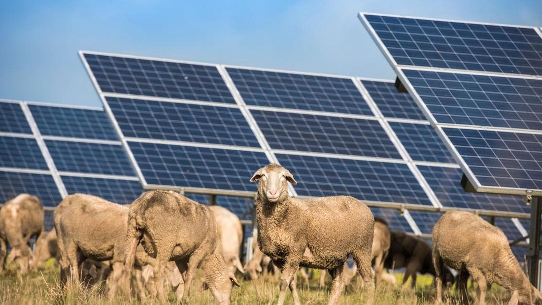 Delet 'gjejnë punë' në një fermë solare