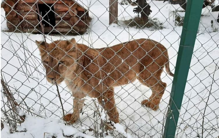 Shtatë luanë shpëtohen nga trajtimet mizore në një kopsht zoologjik të Ukrainës