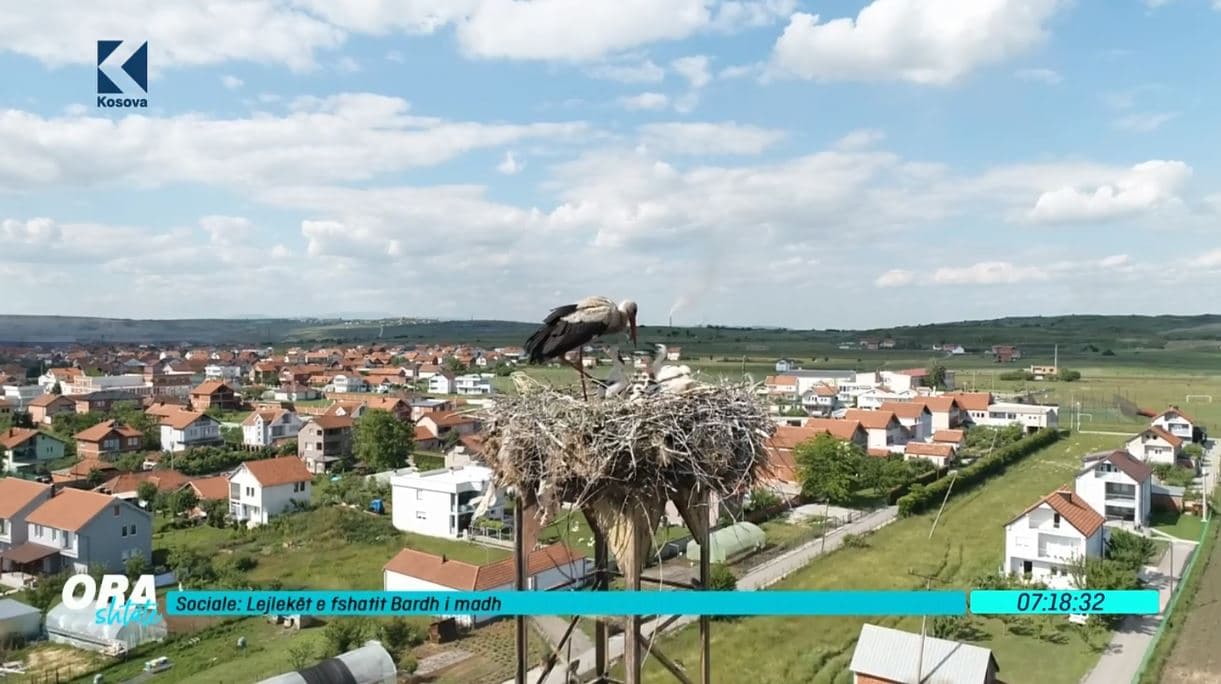 Lejlekët e fshatit Bardh i Madh (VIDEO)