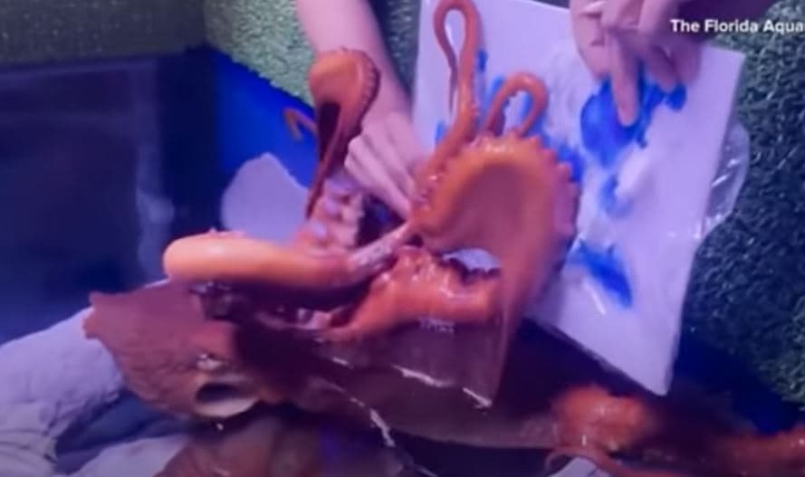 Oktapodi pikturon vepër arti në akuariumin e Floridas (VIDEO)