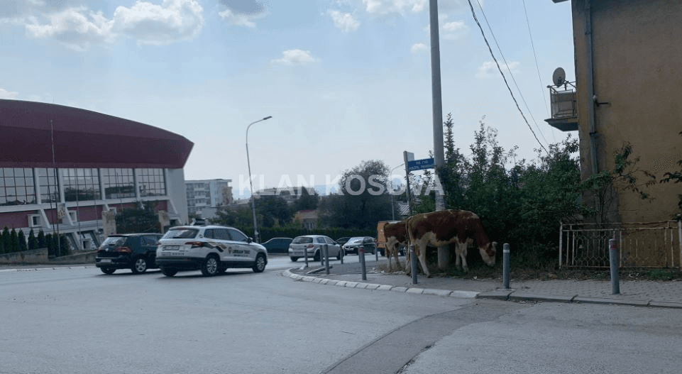 Lopët enden pranë sallës “1 Tetori” në Prishtinë (FOTO)
