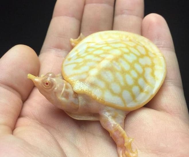Breshka e rrallë "Albino" (FOTO)