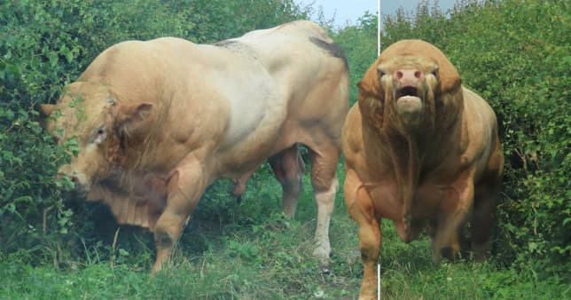 Demi muskuloz del nga ferma dhe bllokon çiftin në veturë (FOTO)