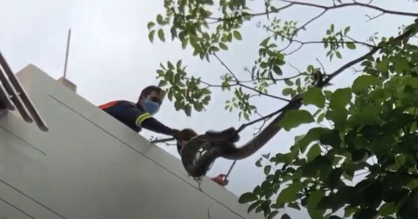 Momenti i kapjes së pitonit që 'komplotoi' arratisjen në park (VIDEO)