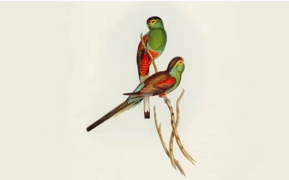 Ndalohen shitjet e studimeve ornitologjike historike të John Gould