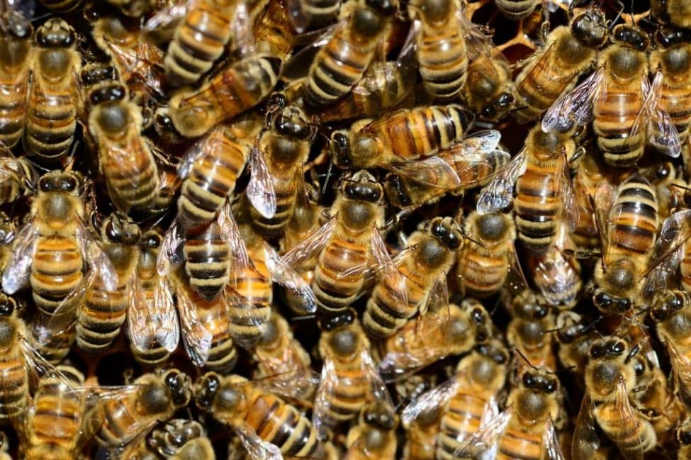 450 mijë bletë u hoqën nga muret e brendshme të një shtëpie