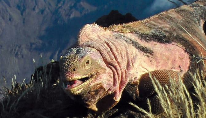Hardhucat rozë, specie në zhdukje