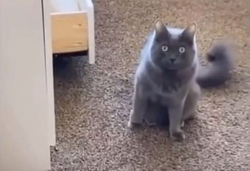Momentet më qesharake të kafshëve (VIDEO)