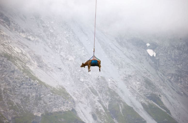 Lopët e plagosura barten me helikopter nga Alpet e Zvicrës