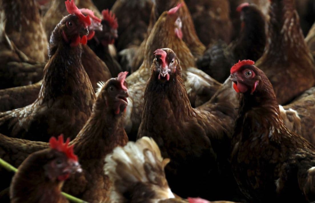 Bregu i Fildishtë konfirmon shpërthimin e gripit të shpezëve H5N1