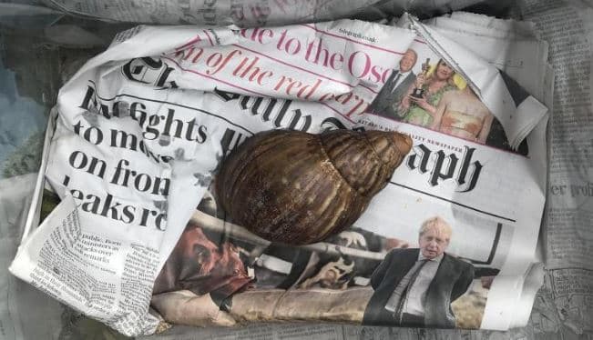 Gjendet një kërmill gjigant në një paketë postare në Britani