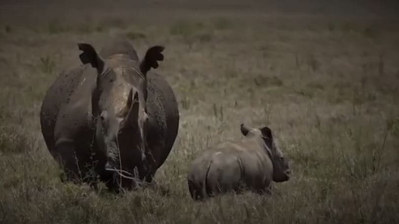Kenia, vendi ku janë të regjistruara më së shumti lloje të kafshëve