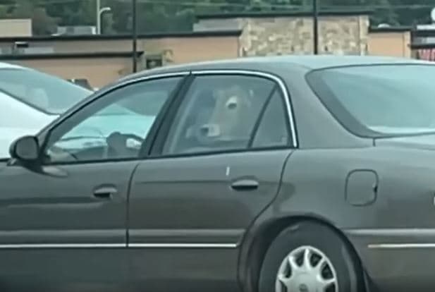 Blen 3 viça, i transporton me veturë për në shtëpi (VIDEO)