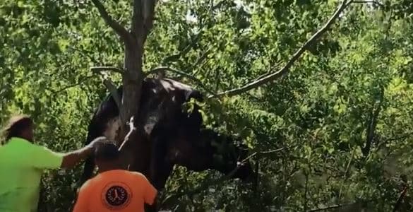 Uragani Ida bllokon lopën në pemë, ekipi i emergjencës tenton ta shpëtojë (VIDEO)