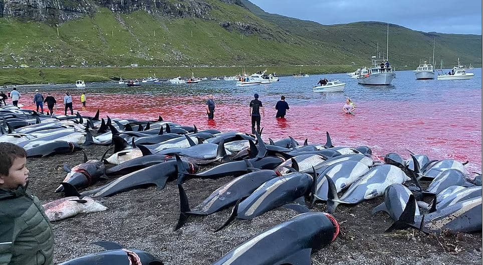 Deti ngjyroset me gjakun e një mijë e 428 delfinëve të vrarë për traditë në Ishujt Faroe (VIDEO)