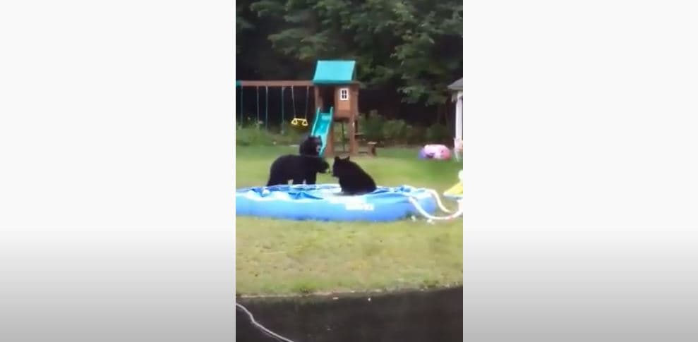 Tre arinj luajnë në pishinën dhe parkun e një shtëpie në ShBA (VIDEO)