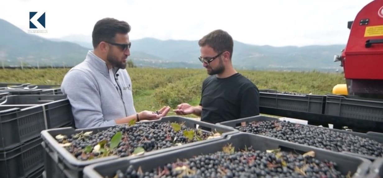 Aronia, "mehlemi" i trupit (VIDEO)