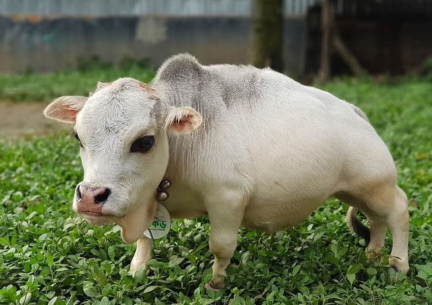 Lopa më e vogël në botë bëhet sensacion në Bangladesh (FOTO)